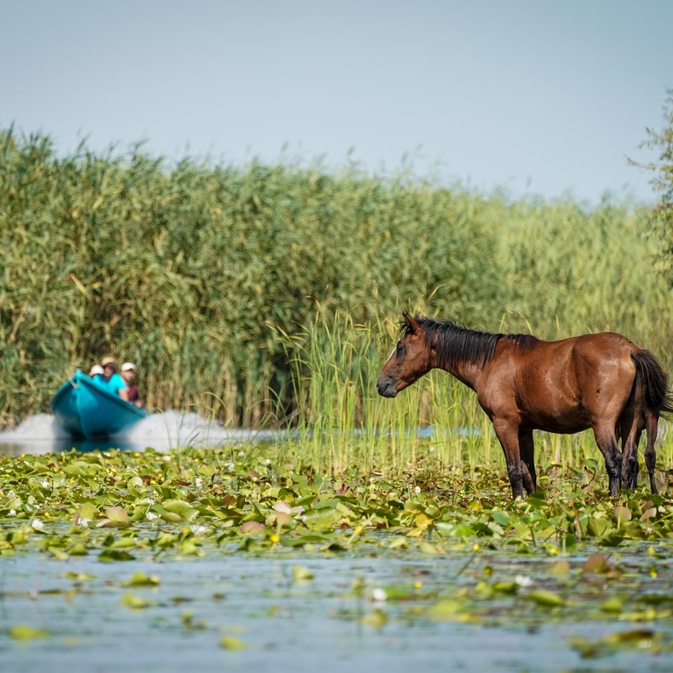 Donaudelta Letea Wildpferde